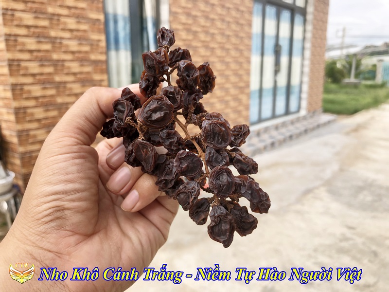 NHO KHÔ CÁNH TRẮNG